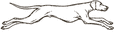 The Hunt